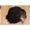 Image 1 : Snarling BLACK BEAR Shoulder Mount