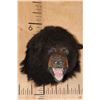 Image 2 : Snarling BLACK BEAR Shoulder Mount