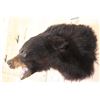 Image 5 : Snarling BLACK BEAR Shoulder Mount
