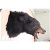 Image 6 : Snarling BLACK BEAR Shoulder Mount