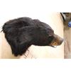 Image 7 : Snarling BLACK BEAR Shoulder Mount