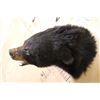 Image 8 : Snarling BLACK BEAR Shoulder Mount