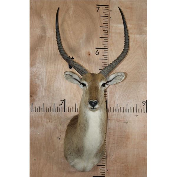 *TEXAS RESIDENTS ONLY* RED LECHWE Shoulder Mount