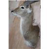 Image 7 : *TEXAS RESIDENTS ONLY* RED LECHWE Shoulder Mount
