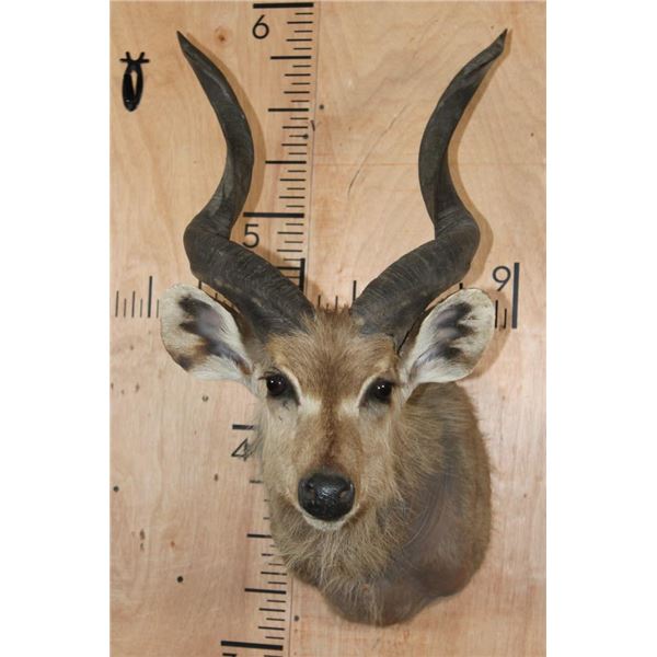 SITATUNGA Shoulder Mount