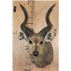 Image 1 : SITATUNGA Shoulder Mount