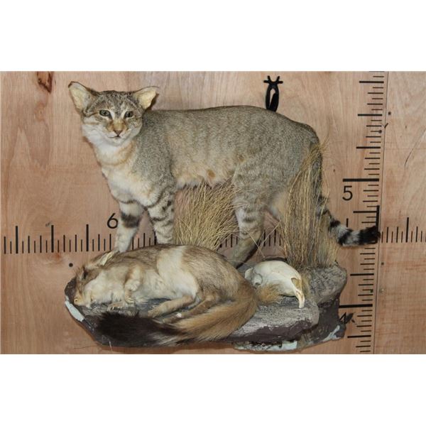 Life-sized AFRICAN WILDCAT with his Kill a Life-sized SPRINGHARE and a PORCUPINE Skull