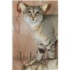 Image 5 : Life-sized AFRICAN WILDCAT with his Kill a Life-sized SPRINGHARE and a PORCUPINE Skull
