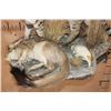 Image 6 : Life-sized AFRICAN WILDCAT with his Kill a Life-sized SPRINGHARE and a PORCUPINE Skull