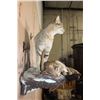 Image 7 : Life-sized AFRICAN WILDCAT with his Kill a Life-sized SPRINGHARE and a PORCUPINE Skull