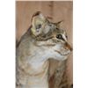 Image 9 : Life-sized AFRICAN WILDCAT with his Kill a Life-sized SPRINGHARE and a PORCUPINE Skull