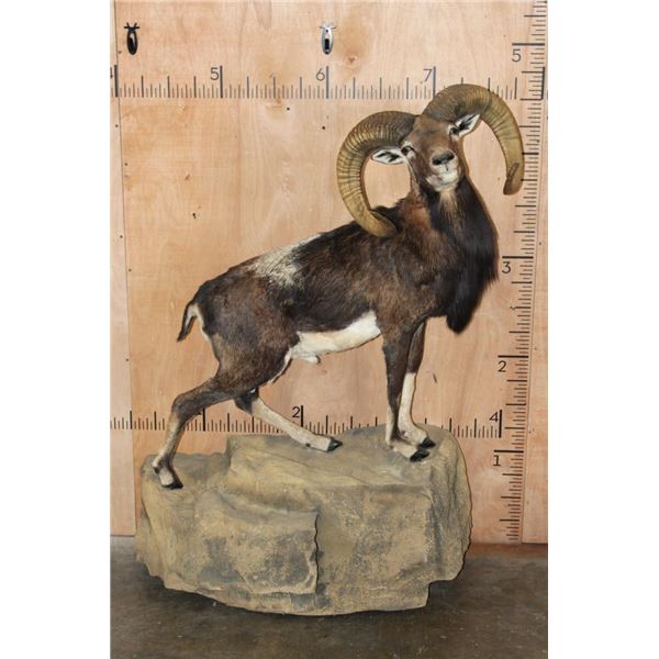Life-sized CORSICAN SHEEP Ram on a Fiberglass Rock Wall Hanging Base