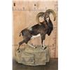 Image 1 : Life-sized CORSICAN SHEEP Ram on a Fiberglass Rock Wall Hanging Base