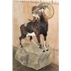 Image 2 : Life-sized CORSICAN SHEEP Ram on a Fiberglass Rock Wall Hanging Base