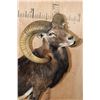 Image 4 : Life-sized CORSICAN SHEEP Ram on a Fiberglass Rock Wall Hanging Base