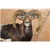 Image 5 : Life-sized CORSICAN SHEEP Ram on a Fiberglass Rock Wall Hanging Base