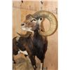 Image 6 : Life-sized CORSICAN SHEEP Ram on a Fiberglass Rock Wall Hanging Base
