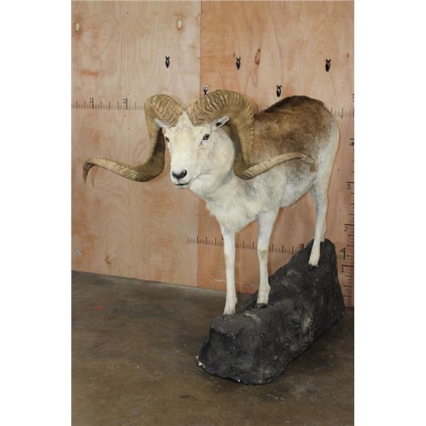 *TEXAS RESIDENTS ONLY* Massive Life-sized MARCO POLO on a Simulated Rock Base