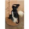 Image 10 : Life-sized COLOBUS MONKEY on a Circular Base