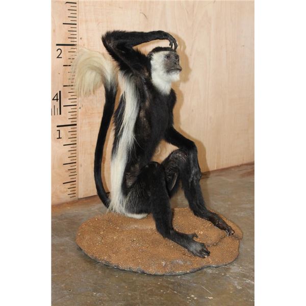 Life-sized COLOBUS MONKEY on a Circular Base