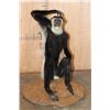 Image 2 : Life-sized COLOBUS MONKEY on a Circular Base