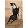 Image 3 : Life-sized COLOBUS MONKEY on a Circular Base