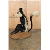 Image 7 : Life-sized COLOBUS MONKEY on a Circular Base