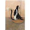 Image 8 : Life-sized COLOBUS MONKEY on a Circular Base