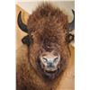 Image 11 : XXL Half-body BUFFALO or BISON with Reproduction Horns on a Bolt with a Wall Hanging Base
