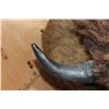 Image 14 : XXL Half-body BUFFALO or BISON with Reproduction Horns on a Bolt with a Wall Hanging Base
