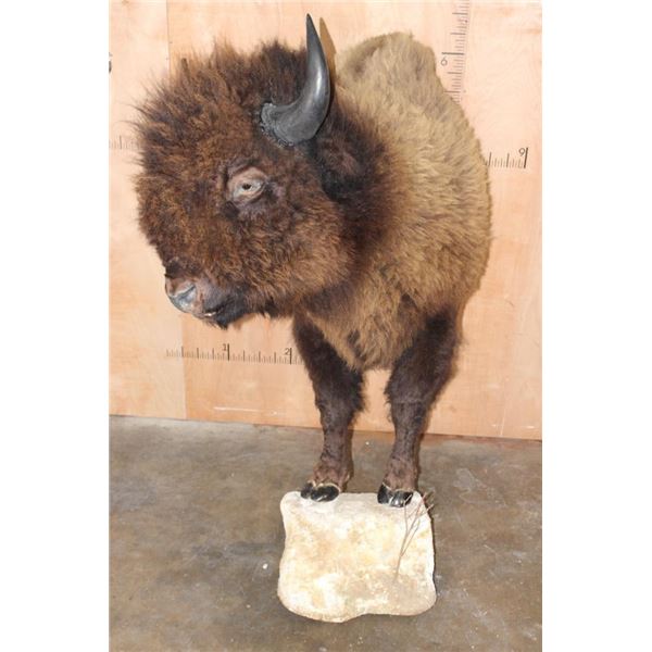 XXL Half-body BUFFALO or BISON with Reproduction Horns on a Bolt with a Wall Hanging Base