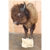 Image 1 : XXL Half-body BUFFALO or BISON with Reproduction Horns on a Bolt with a Wall Hanging Base