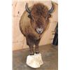 Image 2 : XXL Half-body BUFFALO or BISON with Reproduction Horns on a Bolt with a Wall Hanging Base