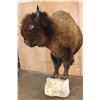 Image 4 : XXL Half-body BUFFALO or BISON with Reproduction Horns on a Bolt with a Wall Hanging Base