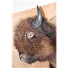 Image 7 : XXL Half-body BUFFALO or BISON with Reproduction Horns on a Bolt with a Wall Hanging Base