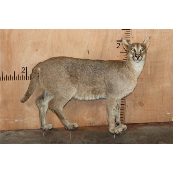 Life-sized CARACAL CAT on Bolts (No Base)