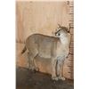Image 2 : Life-sized CARACAL CAT on Bolts (No Base)