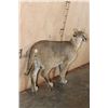 Image 3 : Life-sized CARACAL CAT on Bolts (No Base)