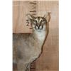 Image 4 : Life-sized CARACAL CAT on Bolts (No Base)