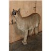 Image 7 : Life-sized CARACAL CAT on Bolts (No Base)
