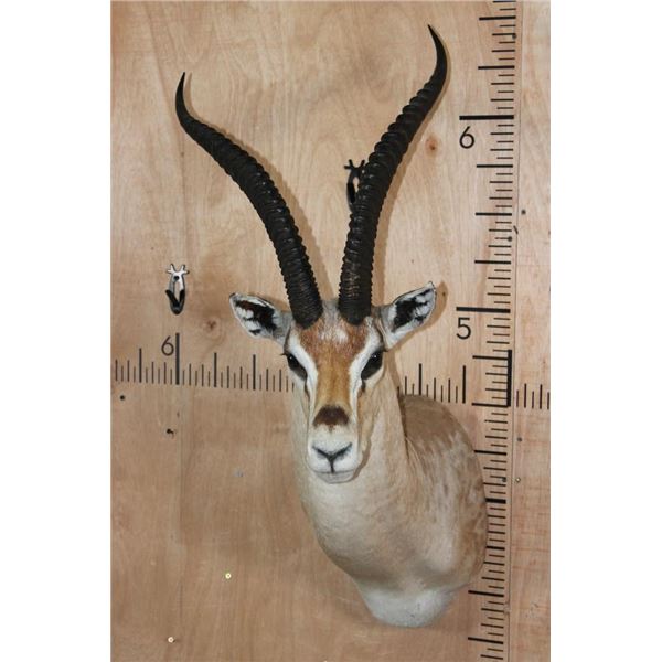 GRANT'S GAZELLE Shoulder Mount