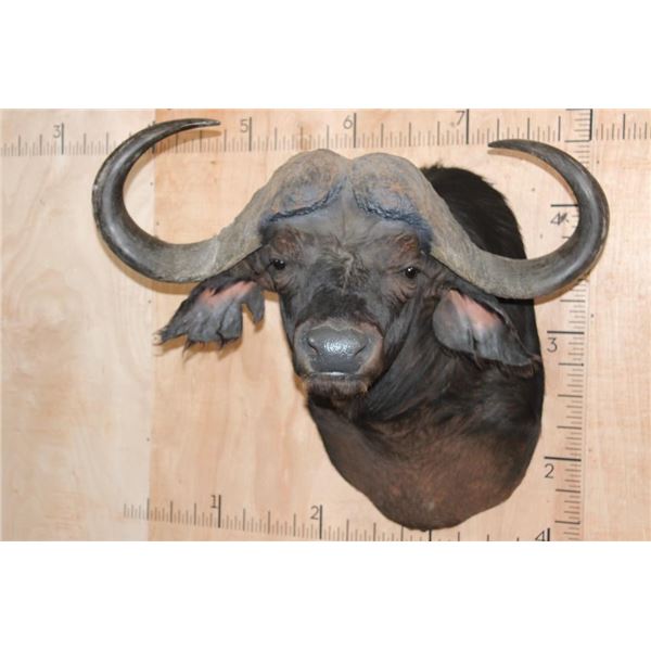 XXL CAPE BUFFALO "Dagga Boy" Shoulder Mount