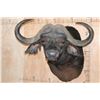 Image 1 : XXL CAPE BUFFALO "Dagga Boy" Shoulder Mount