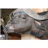 Image 5 : XXL CAPE BUFFALO "Dagga Boy" Shoulder Mount