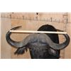 Image 8 : XXL CAPE BUFFALO "Dagga Boy" Shoulder Mount