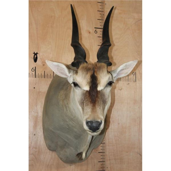 Big ELAND Shoulder Mount