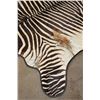 Image 5 : XL ZEBRA Hide Rug with a Carpet Backing and Leather Piping
