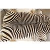 Image 9 : XL ZEBRA Hide Rug with a Carpet Backing and Leather Piping