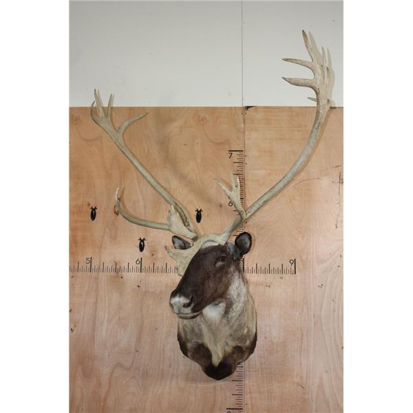 XXL 22-Point Double Shovel CARIBOU Shoulder Mount