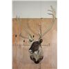 Image 1 : XXL 22-Point Double Shovel CARIBOU Shoulder Mount